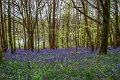 Bluebells and wild garlic in Rossmore Forest Park - May 2017 (21)
